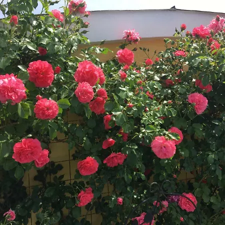 Panorama Schloessl Velden am Wörthersee